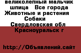великолепный мальчик шпица - Все города Животные и растения » Собаки   . Свердловская обл.,Красноуральск г.